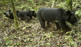 黑龙江黑熊爆料最新消息,最新消息揭露惊人内幕